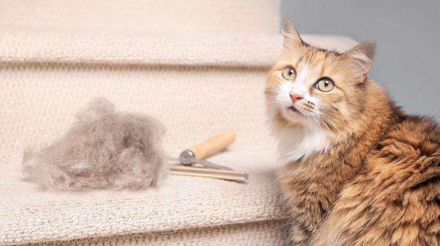 寵物掉毛清潔指南-掉毛原因-家居清潔方法-吸毛神器推薦